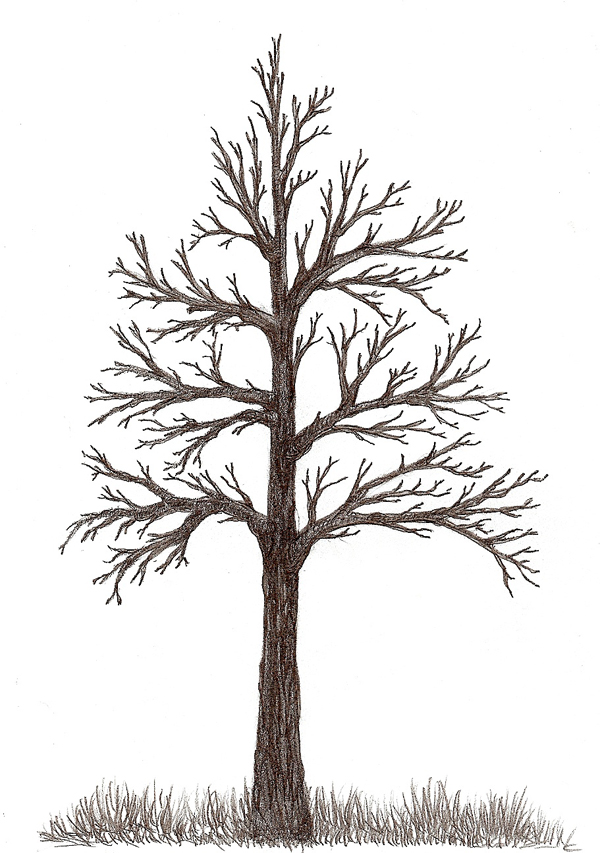 Bella Dia: To Draw A Tree
