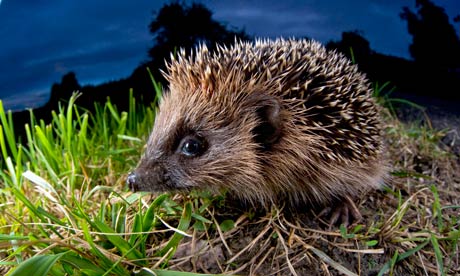 Hedgehog wins UK natural emblem poll | Environment | The Guardian