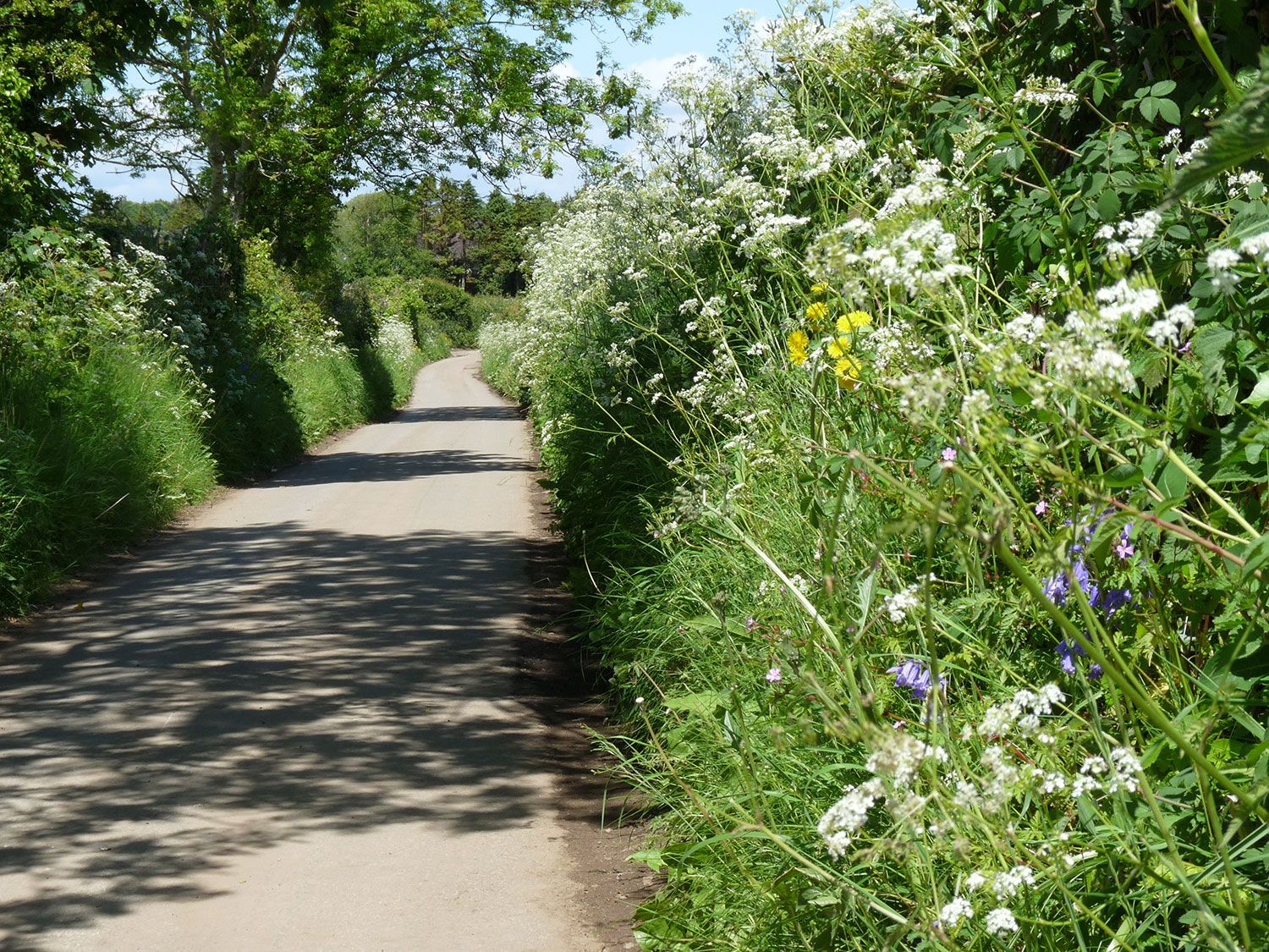 A History of hedgerows - People's Trust for Endangered Species
